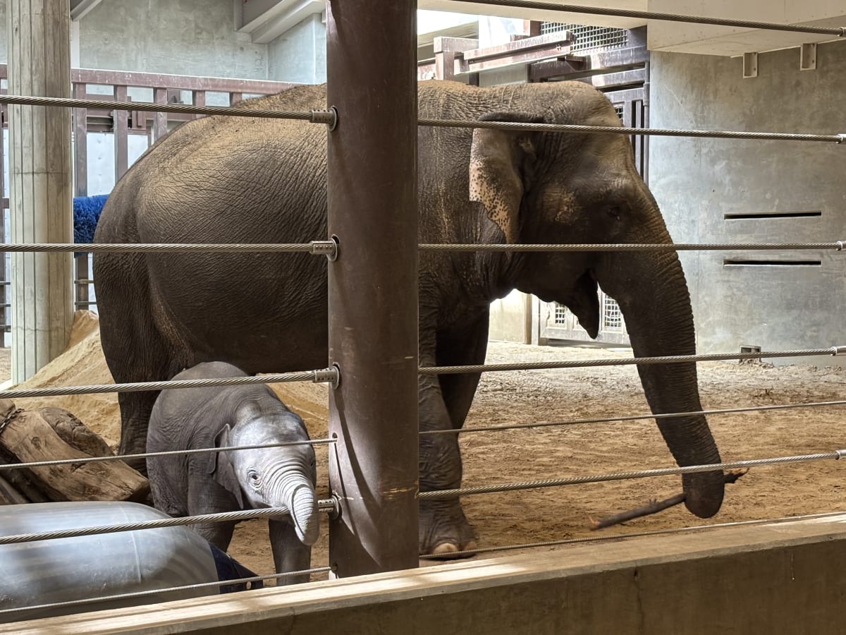 Baby Elephant Linh Mai Makes Public Debut at National Zoo - Image 5