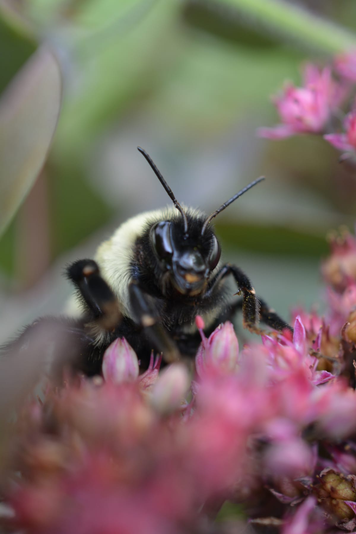 Bumblebee Queens Breathe Underwater for a Week - Image 3