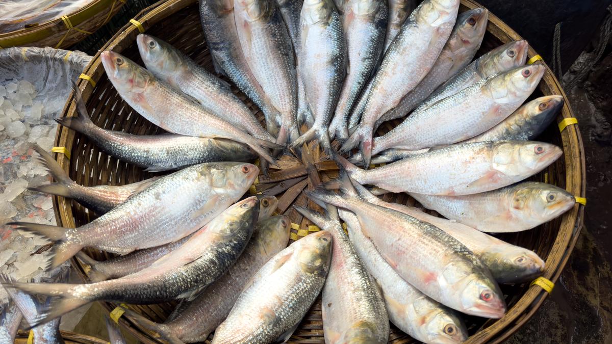 Diverse audience at science event learning about sustainable seafood choices in Bengaluru hall