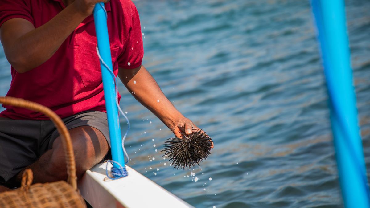 Woman in diving suit harvesting brown sargassum seaweed from rocky Indian coastline