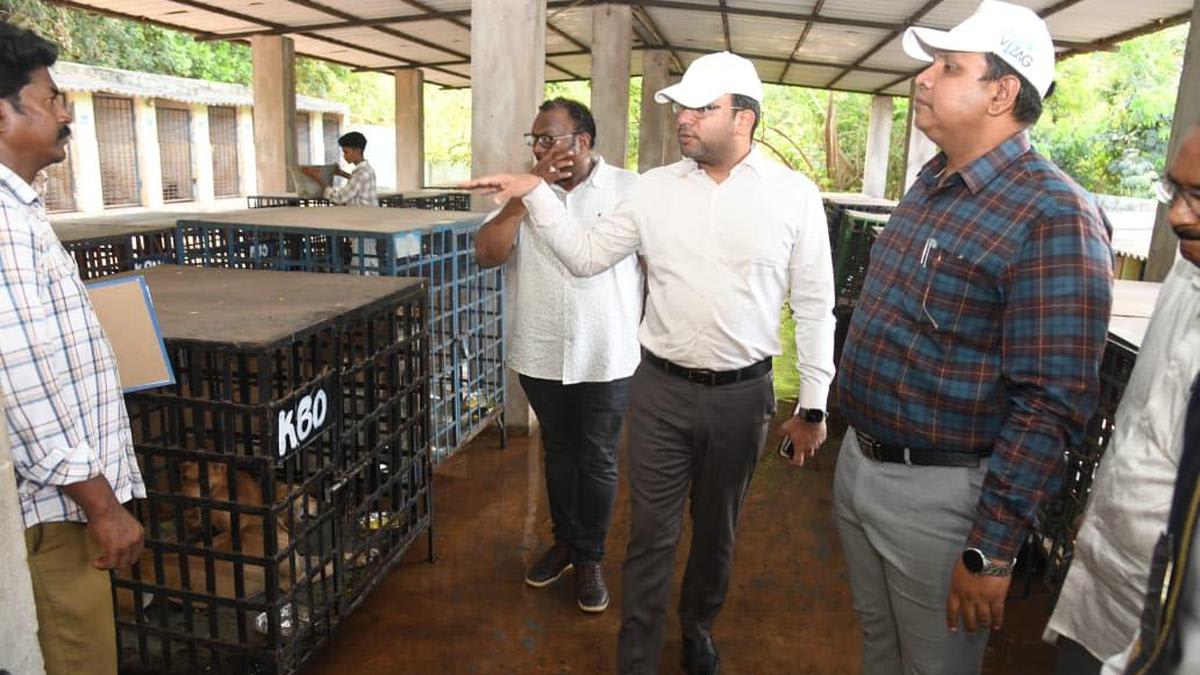 Veterinary staff performing sterilization surgery on stray dog in modern animal birth control facility