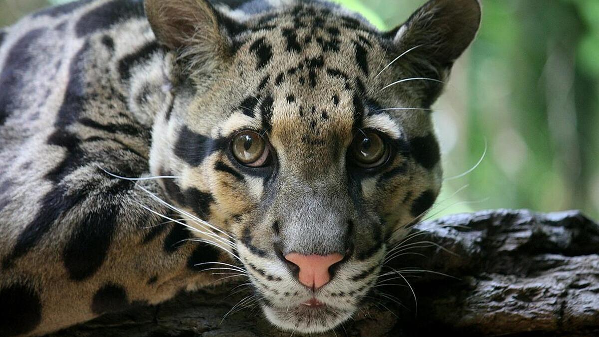 India's Meghalaya Launches Mission to Save Clouded Leopards