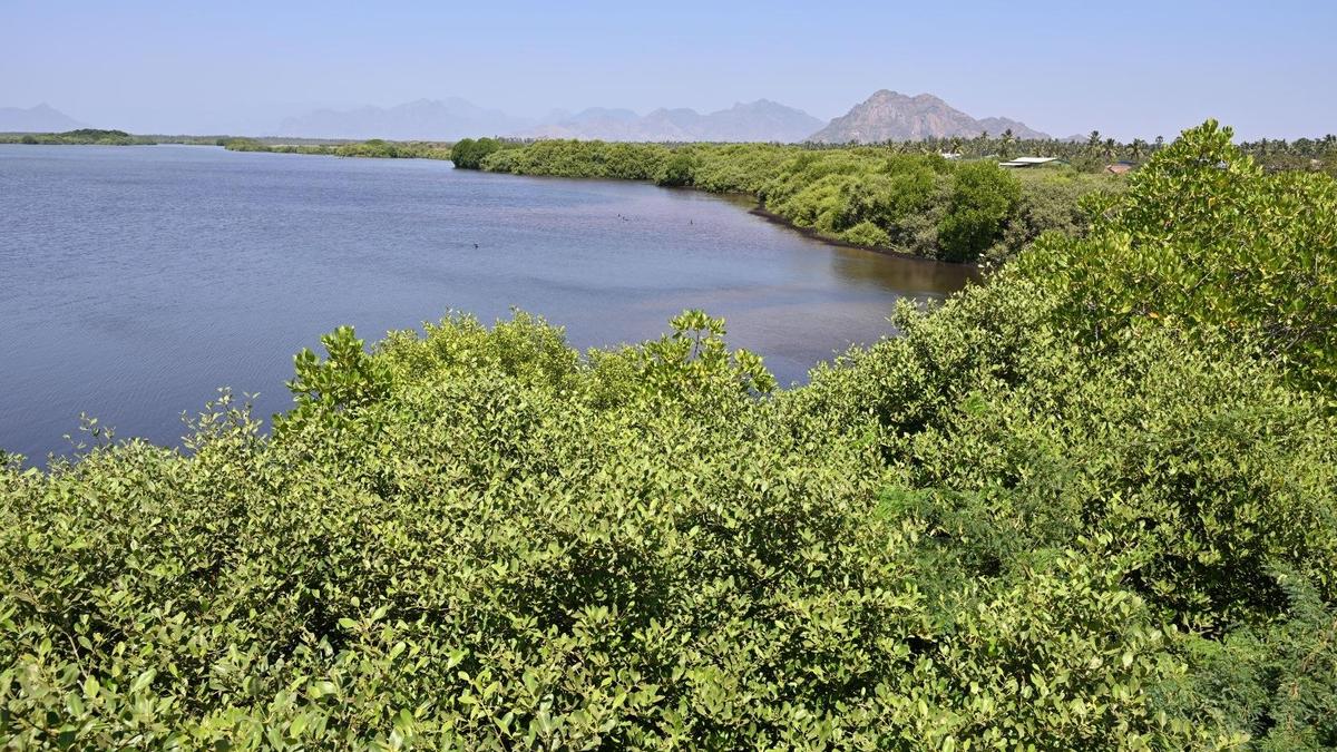 Dense green mangrove forest along coastal estuary supporting diverse aquatic wildlife and birds