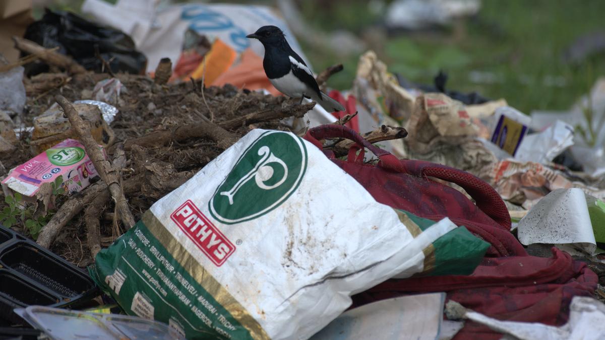 Volunteers cleaning up garbage along the shore of Nanmangalam Lake in Chennai, India