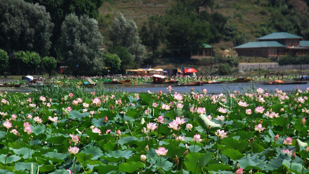 Kashmir's Manasbal Lake Welcomes Migratory Birds Back