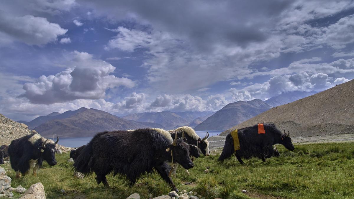 Yak wearing smart collar device grazing on high-altitude Himalayan mountainside in India