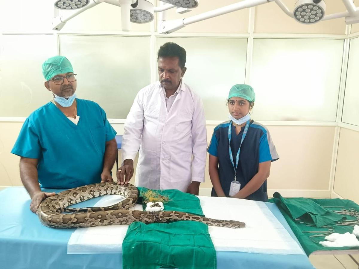 Veterinary team performing surgery on large python at Indian veterinary college facility