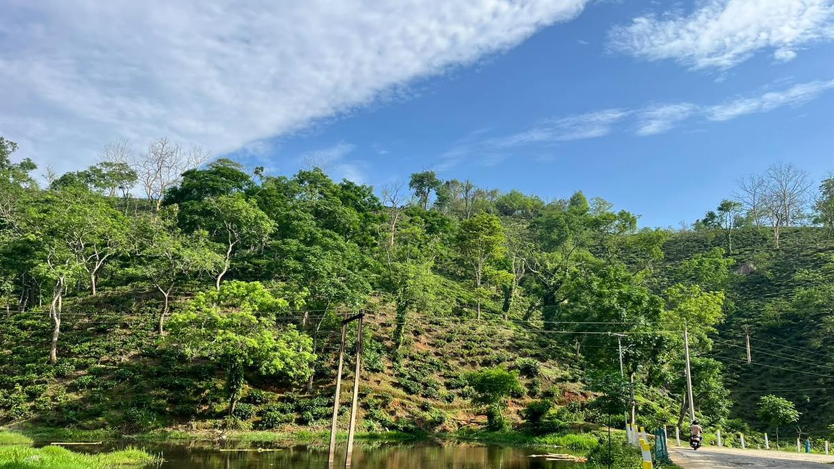 Lush green tea gardens rolling across hills at Amchong Tea Estate near Guwahati, India