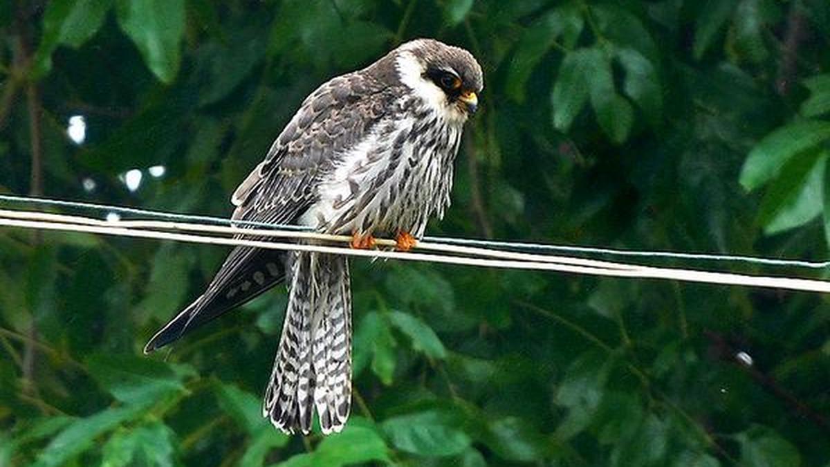 Two Tracked Falcons Return to Asia After 6,000km Flight