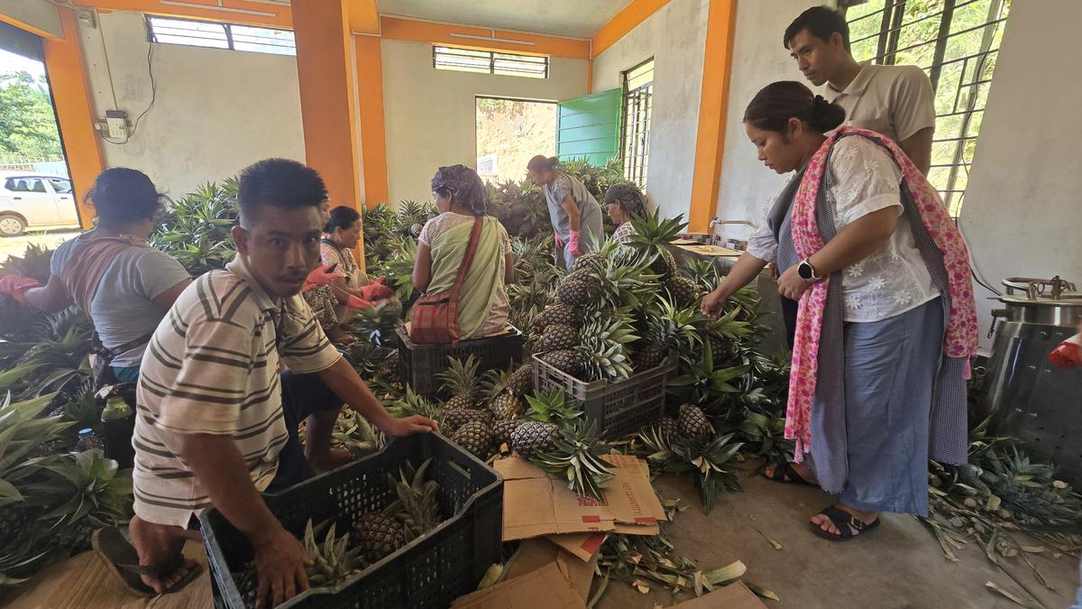 Women farmers in Meghalaya sorting fresh pineapples at organic cooperative collection center