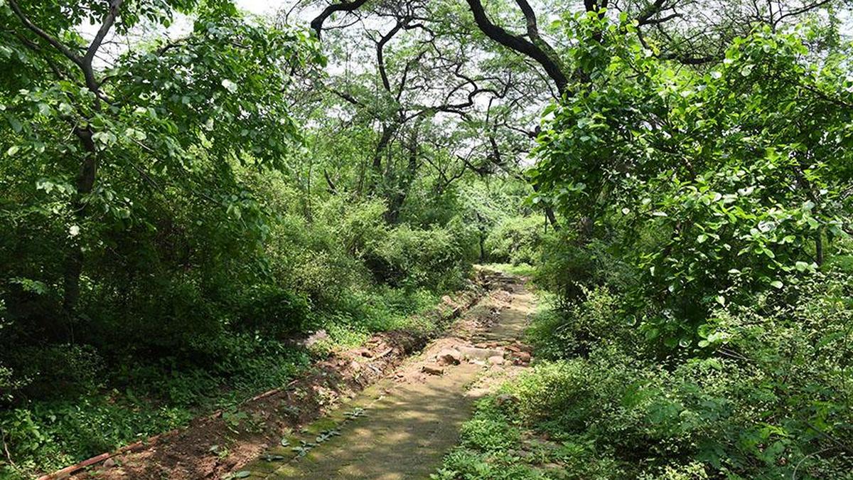 Delhi Protects 673 Hectares of Central Ridge as Forest