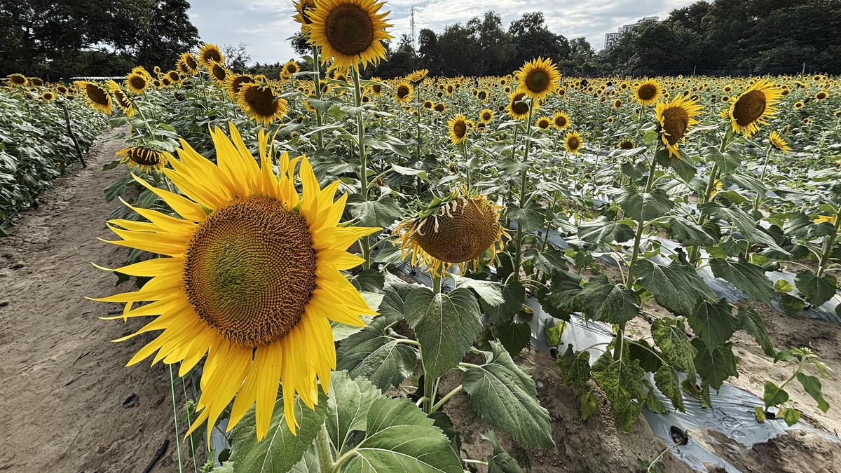 Vibrant yellow sunflowers blooming across two-acre field at Aaravam agri-flower show in Kerala