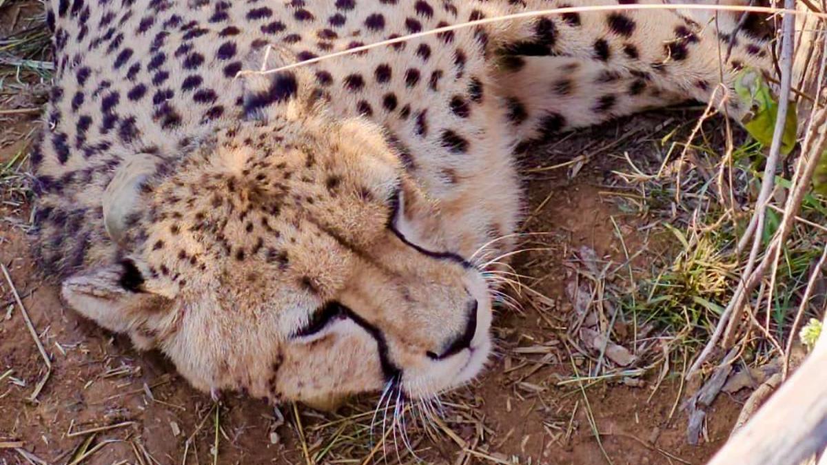 Namibian Cheetah Jwala Births 5 Cubs at India's Kuno Park