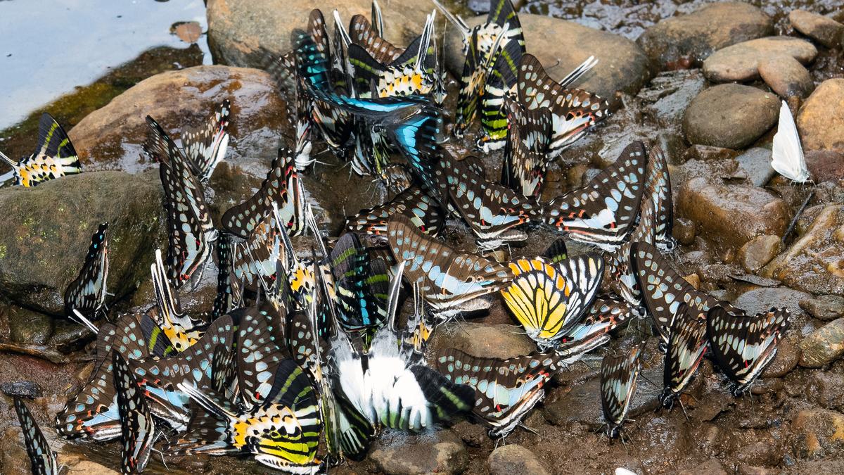 Colorful butterflies gathered on flowers during guided nature walk in Indian forest
