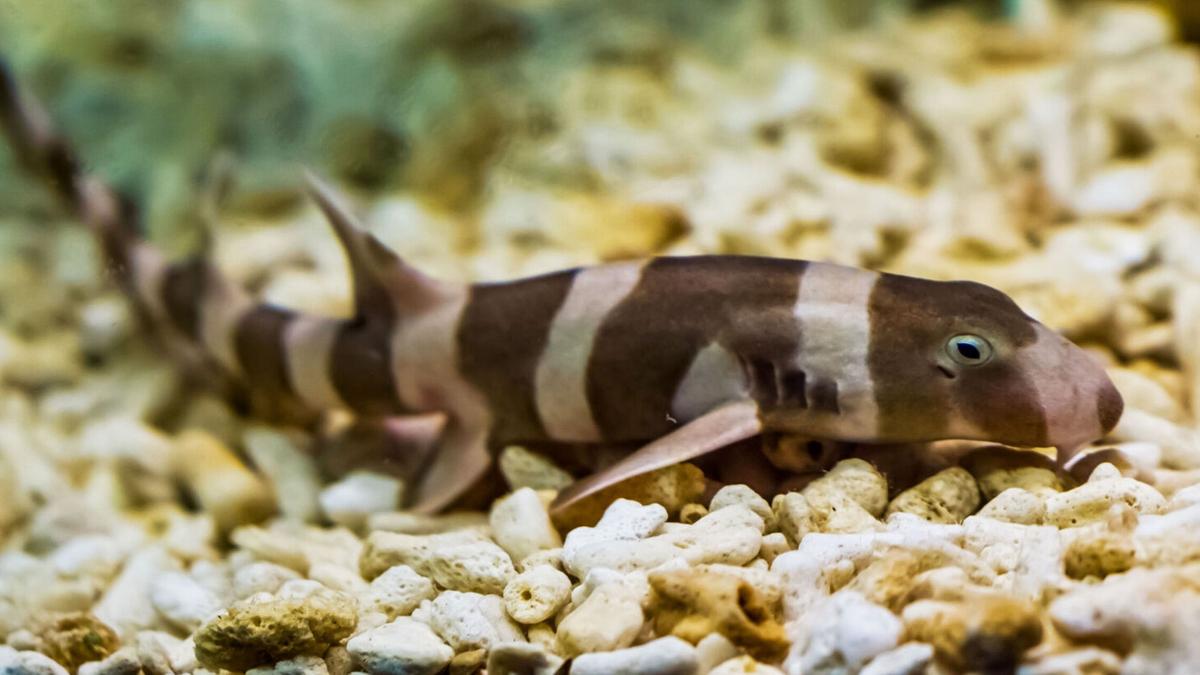 Banded bamboo shark swimming near ocean floor with distinctive striped pattern visible