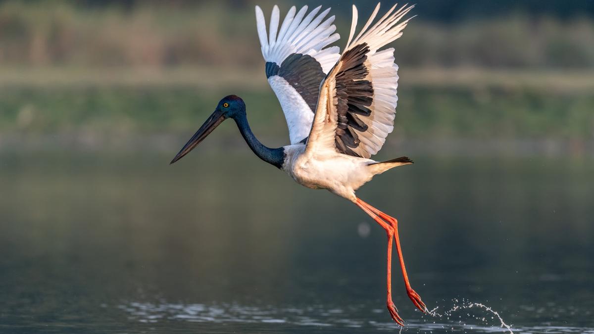Kaziranga: 30 Bird of Prey Species Thrive in India