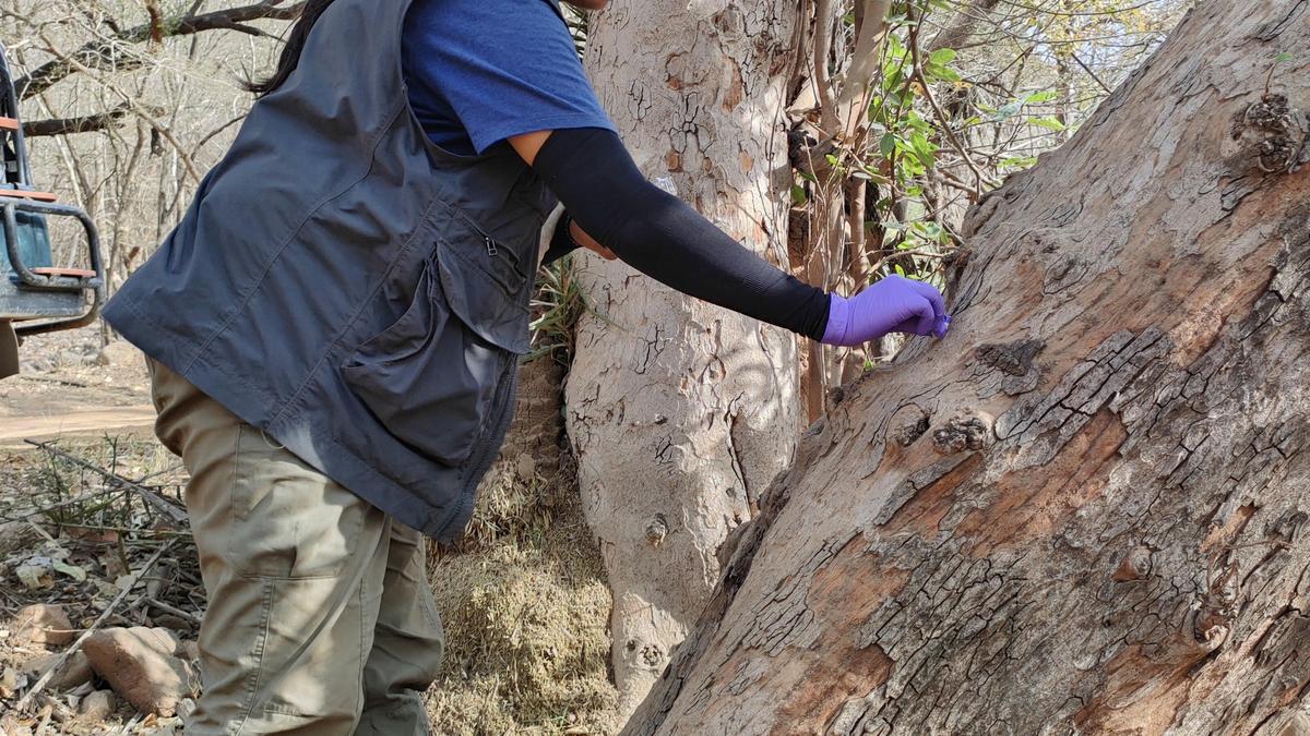 Scientists Track Tigers by Their Scent, No Cameras Needed