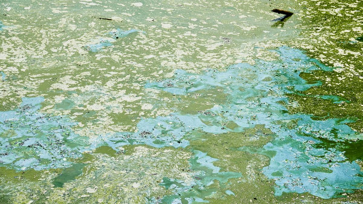 Pond Algae Removes 66% of Lead From India's Tainted Water