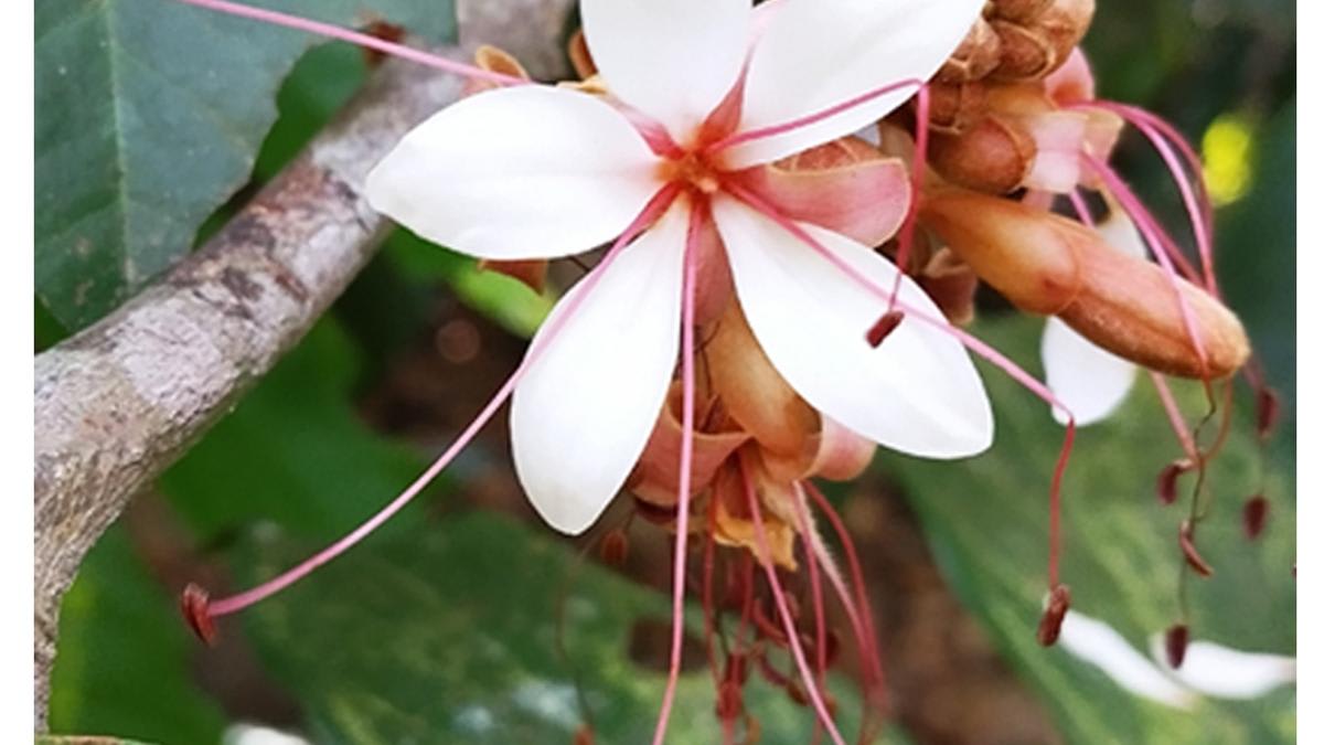 New evergreen tree species Humboldtia nairiana growing in Kerala's tropical rainforest sanctuary