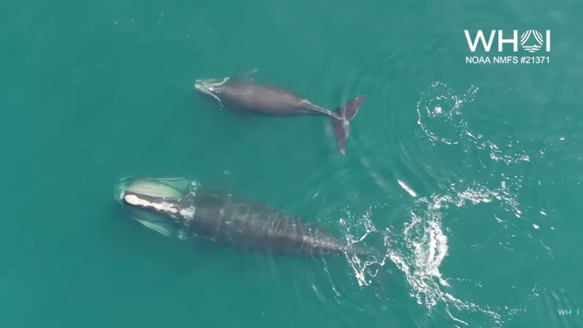 Ship Speed Limits Cut Whale Deaths by 90 Percent - Image 5