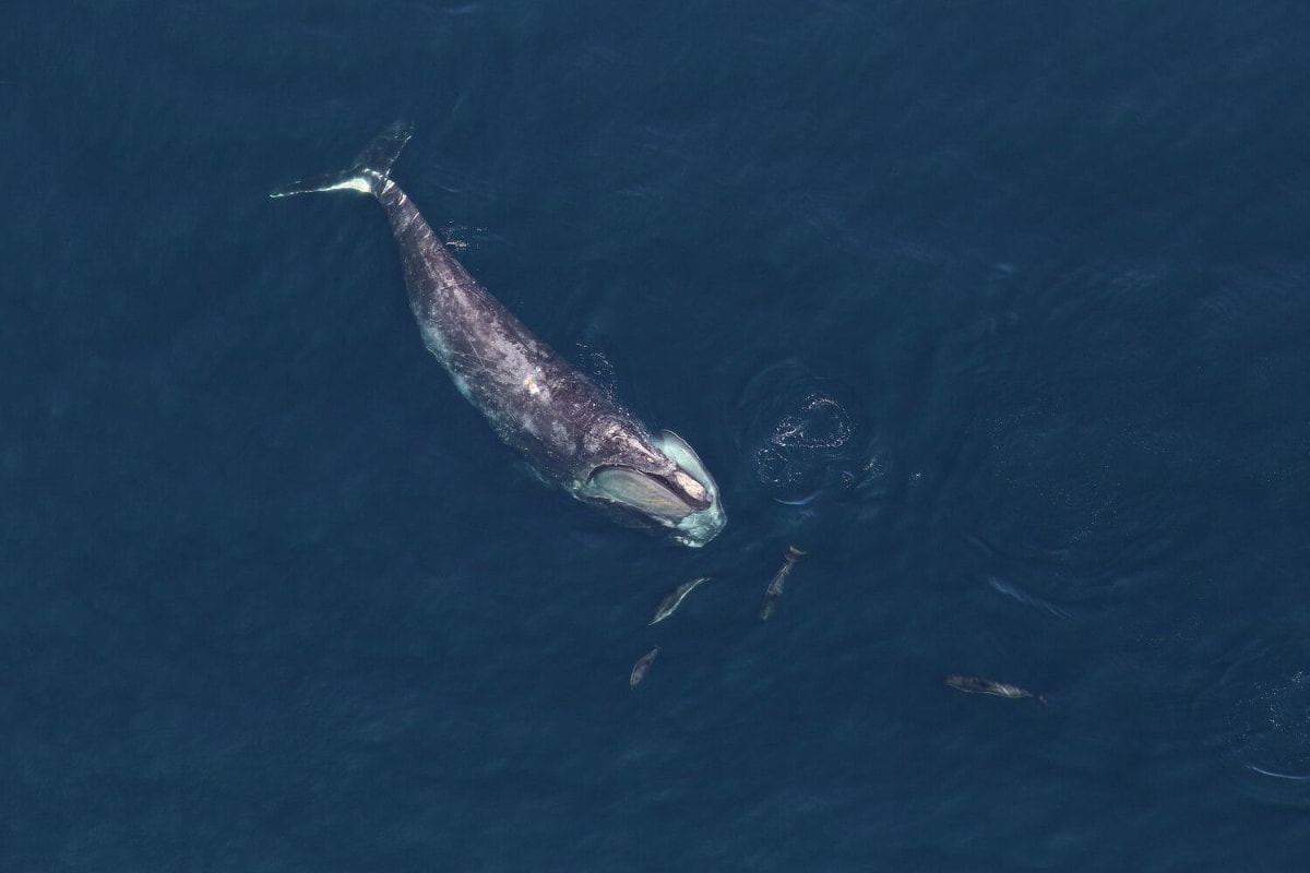 North Atlantic right whale swimming near surface with dolphins in marine sanctuary
