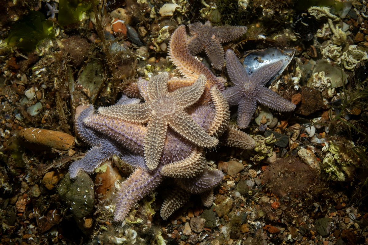 Sea Star Study Could Make Robots Nearly Indestructible - Image 2