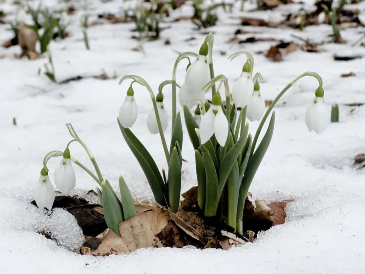 Pennsylvania's Snowdrop Fans Gather to Celebrate Tiny Flower - Image 4