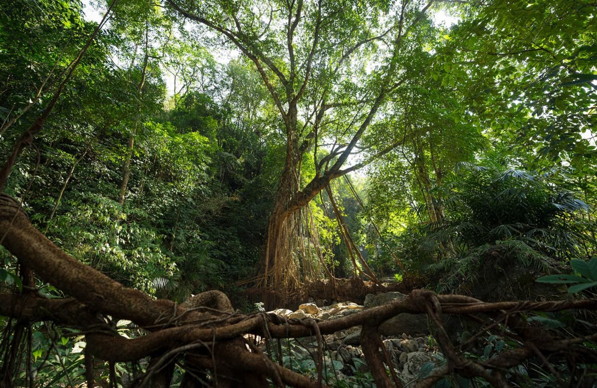 India's Living Root Bridges Grow Stronger for 700 Years - Image 2