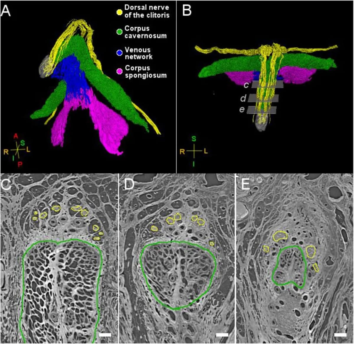 Scientists Create First 3D Map of Clitoris Nerve Network - Image 4