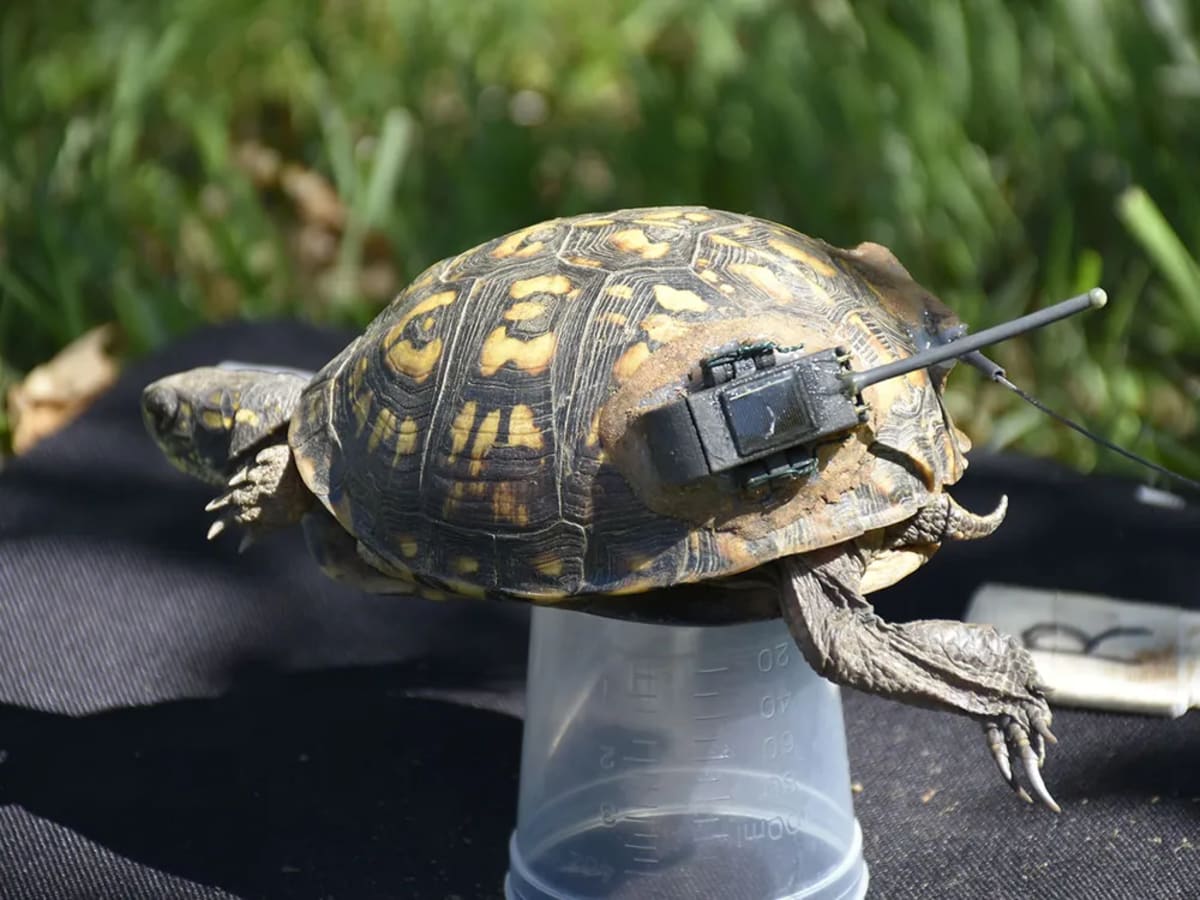 Smithsonian Cracks Box Turtle Mystery With Low-Tech Tools - Image 2