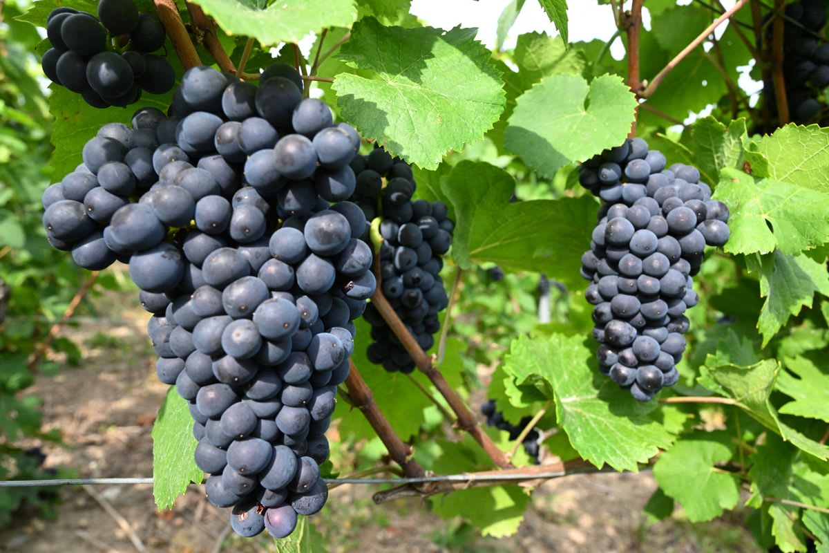 600-Year-Old Grape Seed Matches Modern Pinot Noir DNA - Image 2