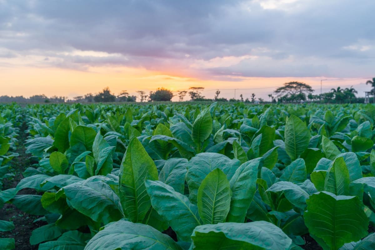 Green tobacco plant leaves growing in laboratory setting for sustainable psychedelic compound production