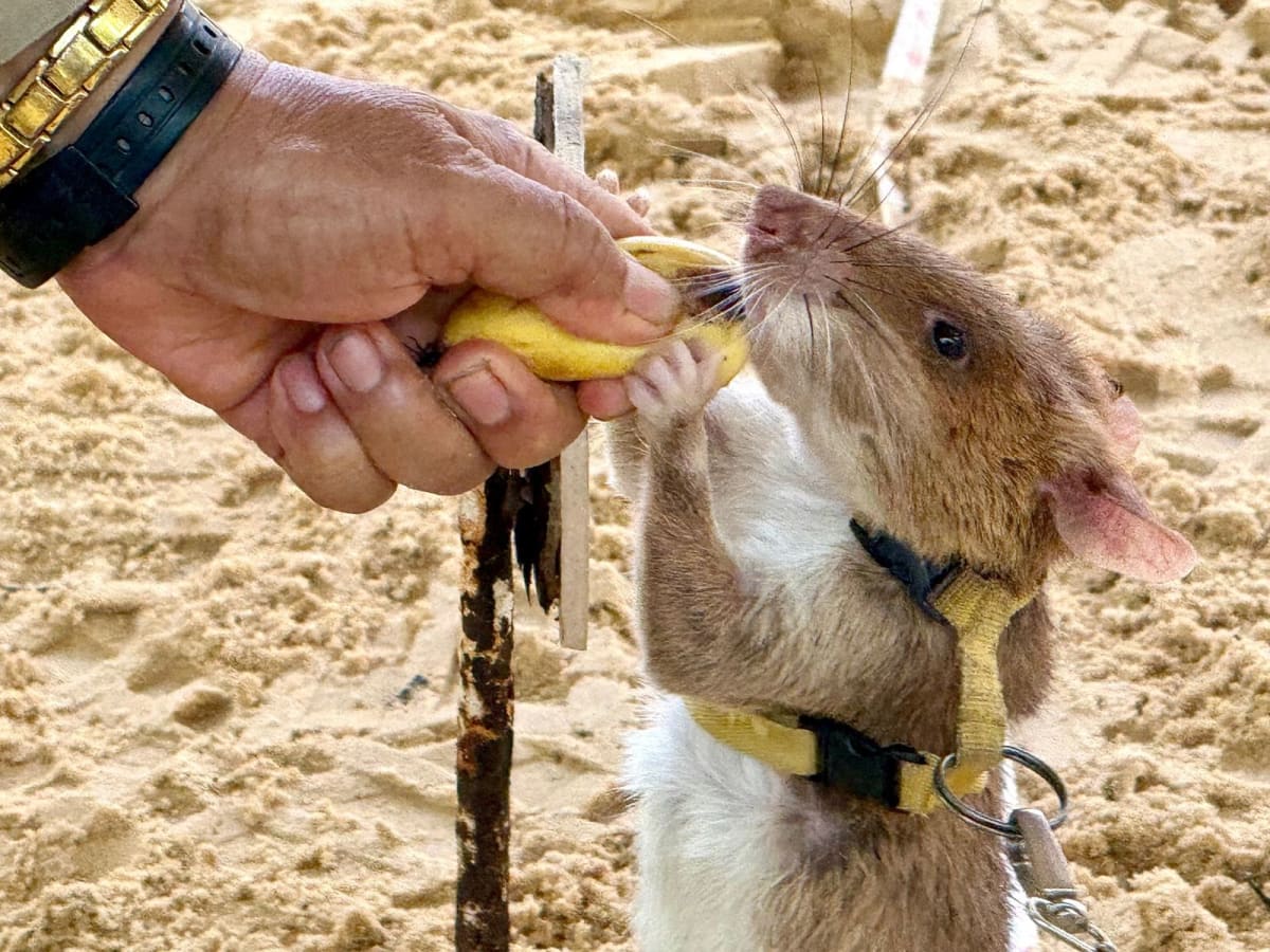 Cambodia Unveils 7-Foot Statue for Hero Landmine Rat