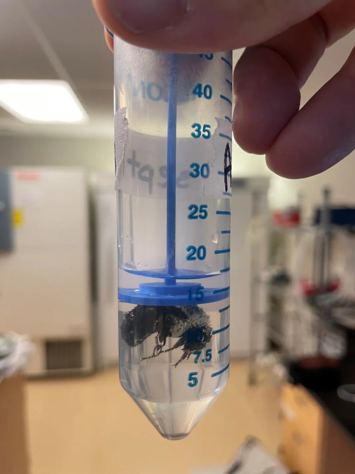 Bumblebee Queens Breathe Underwater for a Week - Image 2