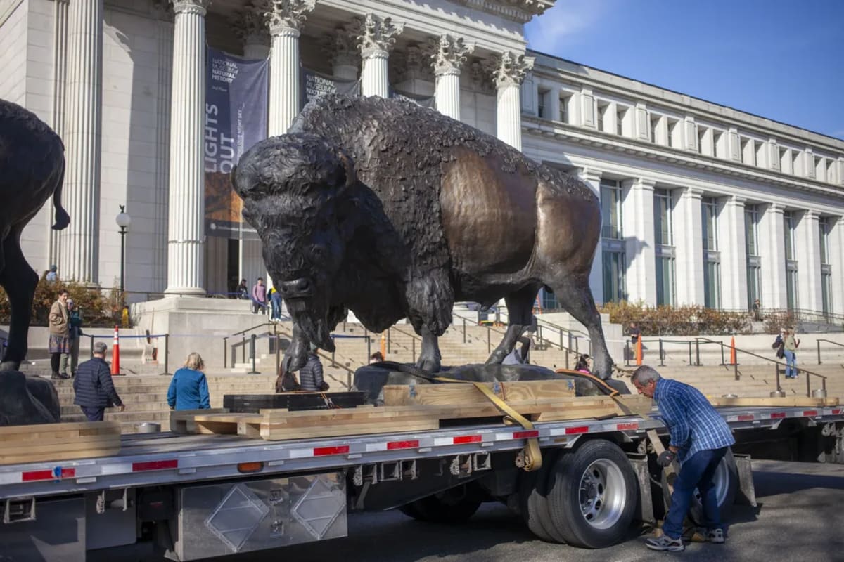 Three Bronze Bison Return to Smithsonian After 134 Years - Image 5