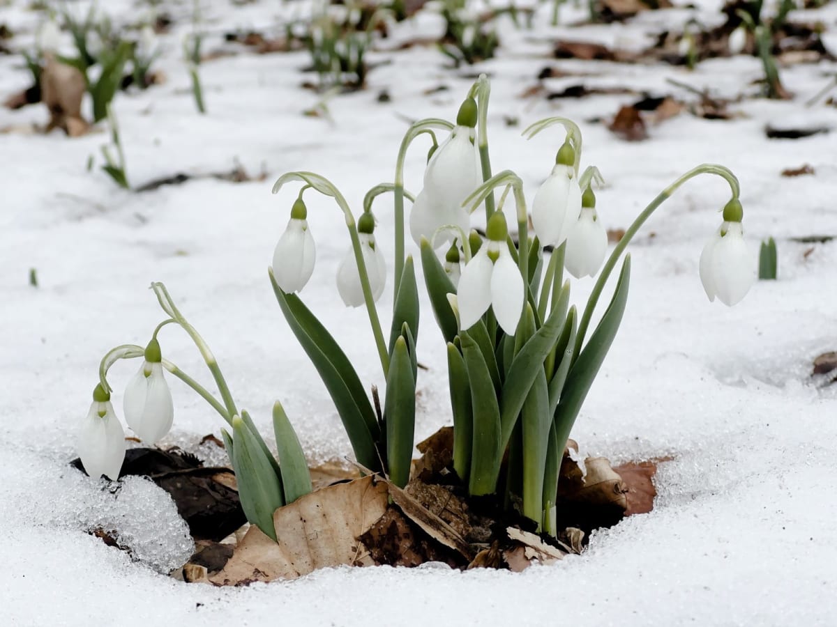 White snowdrop flowers with delicate petals blooming through patches of melting snow on forest floor