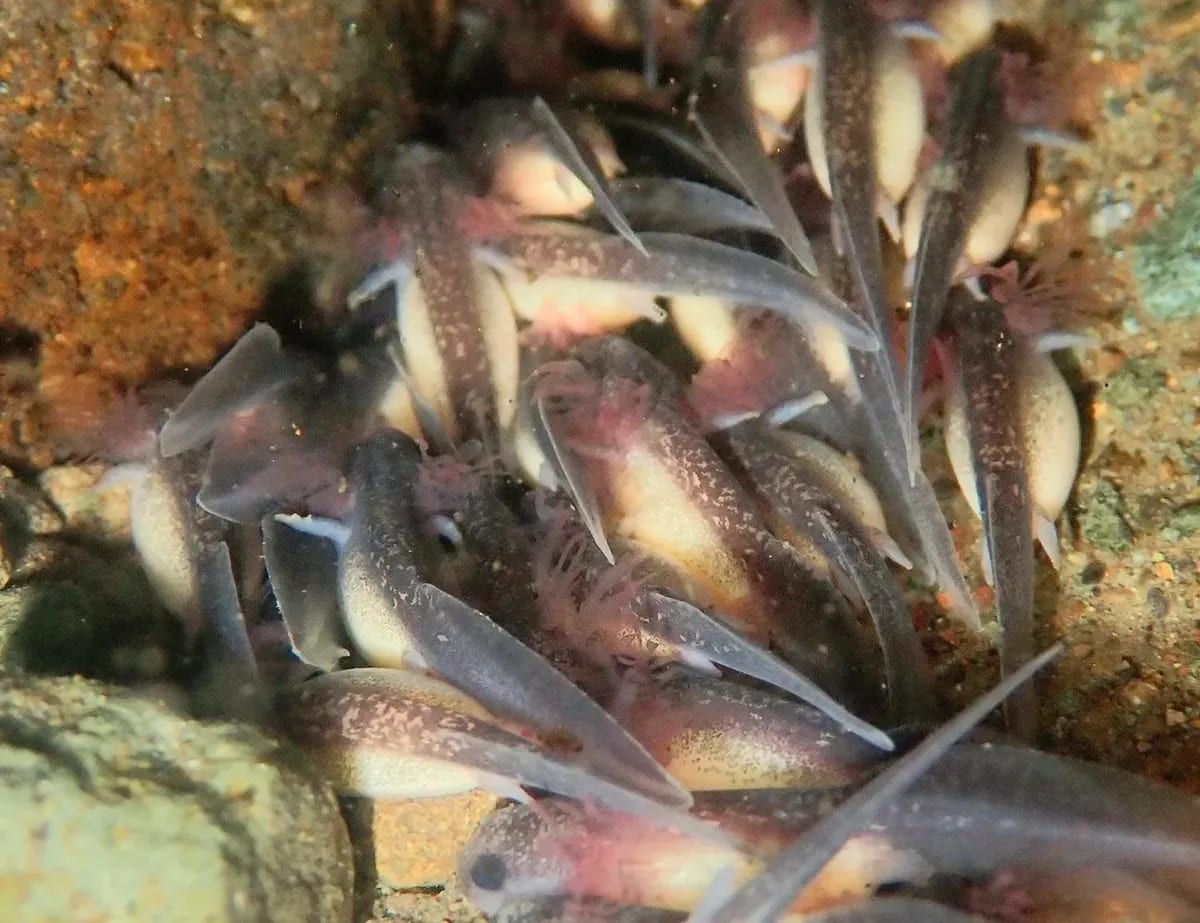 Biologist Snaps First Photos of Baby Giant Salamanders - Image 2