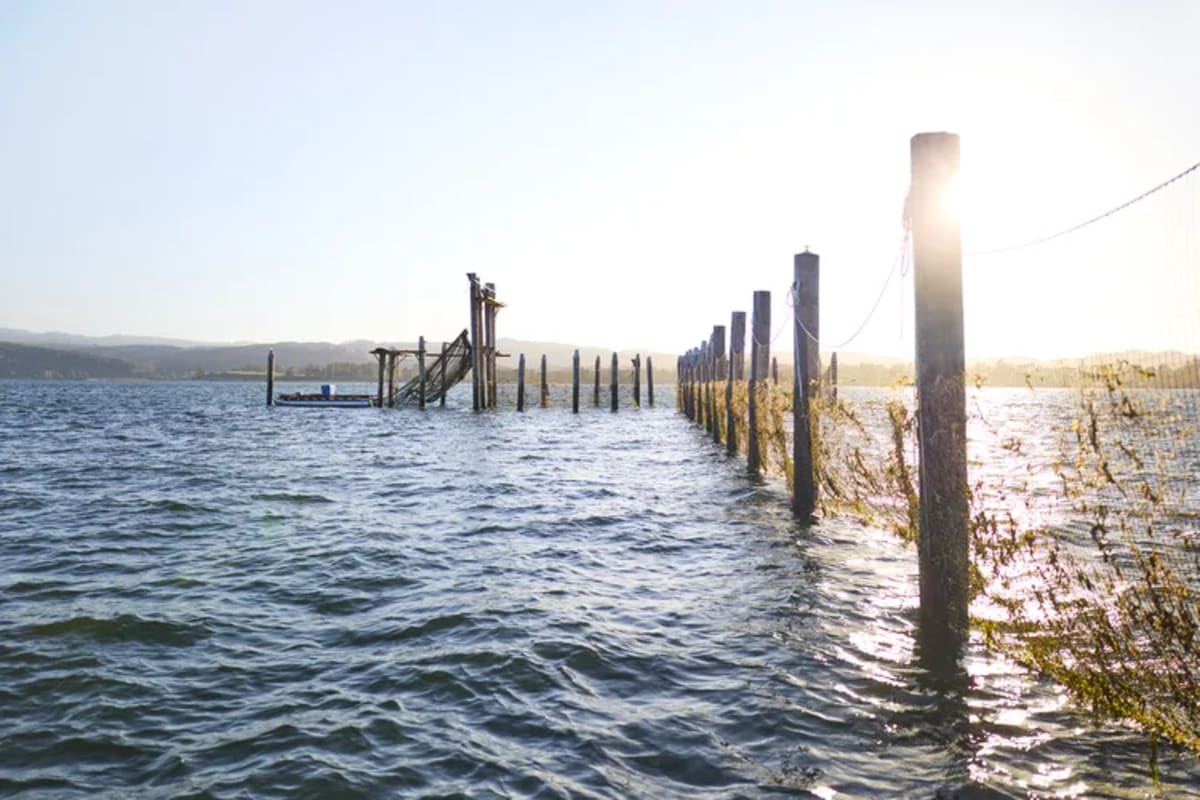 Century-Old Fish Traps Return to Save Columbia River Salmon - Image 3