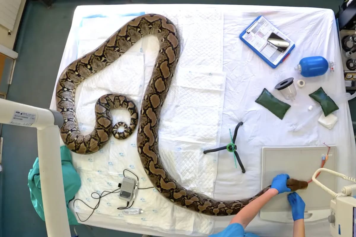 15-Foot Python Beats Cancer With World-First Treatment - Image 3