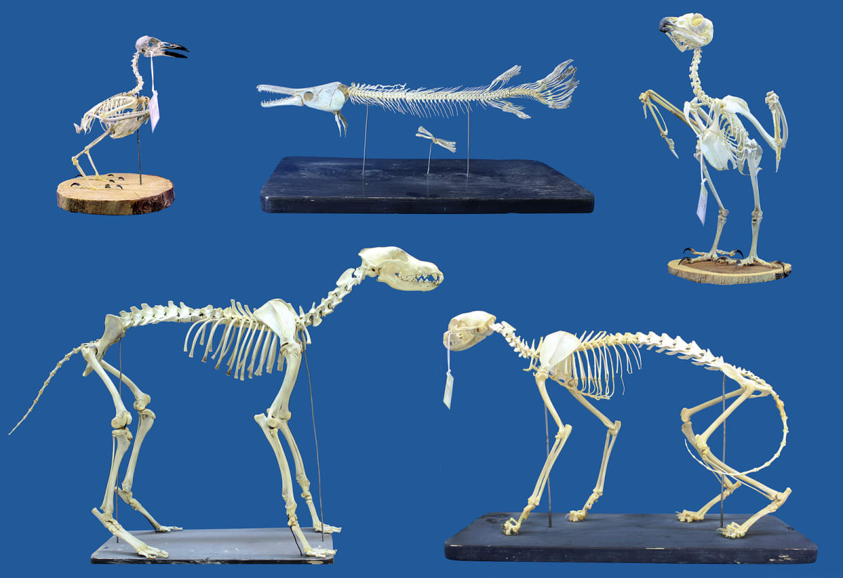 Superworms Clean Museum Skeletons in Hours, Not Weeks