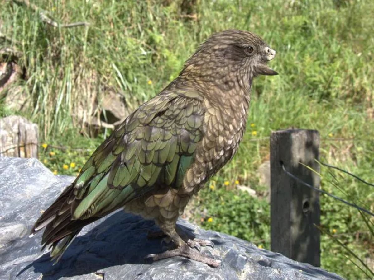 Disabled Parrot Becomes Alpha Male With New Fighting Style - Image 4