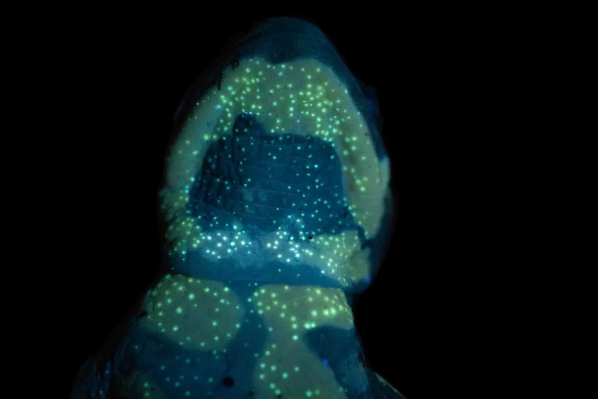 Fire Salamanders Glow Under UV Light After 250 Years - Image 4
