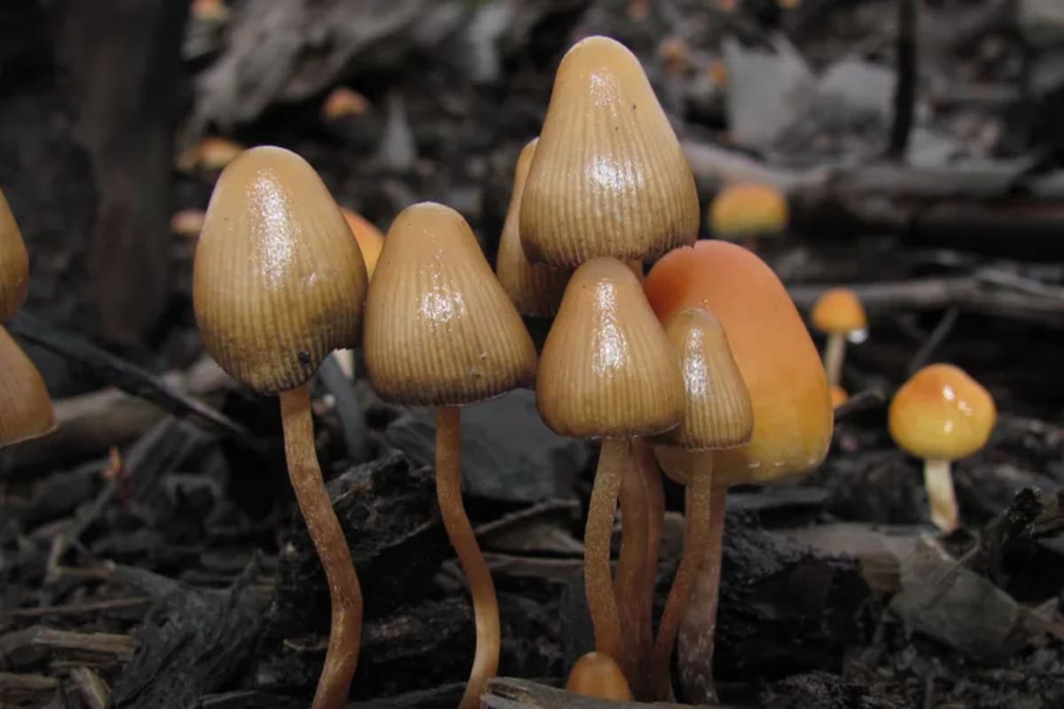Magic Mushrooms Show Promise for Anorexia Recovery - Image 3