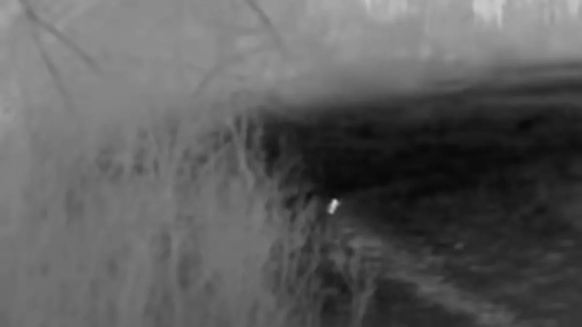 650 New Yorkers Flock to See Dancing Woodcock in Bryant Park - Image 2