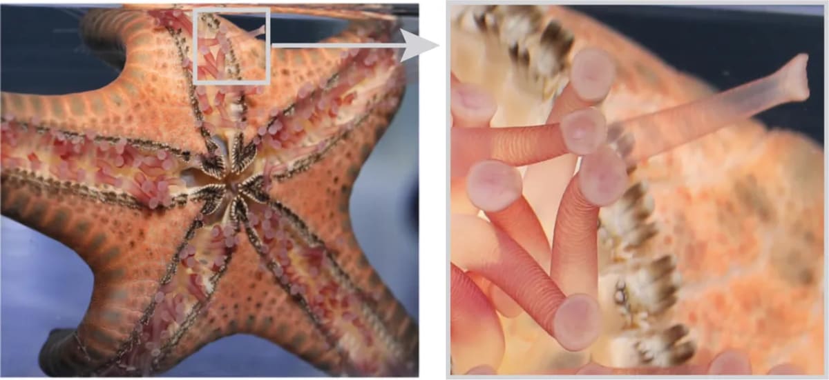 Sea Star Study Could Make Robots Nearly Indestructible - Image 5