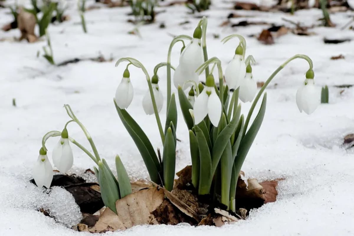 Pennsylvania's Snowdrop Fans Gather to Celebrate Tiny Flower - Image 3