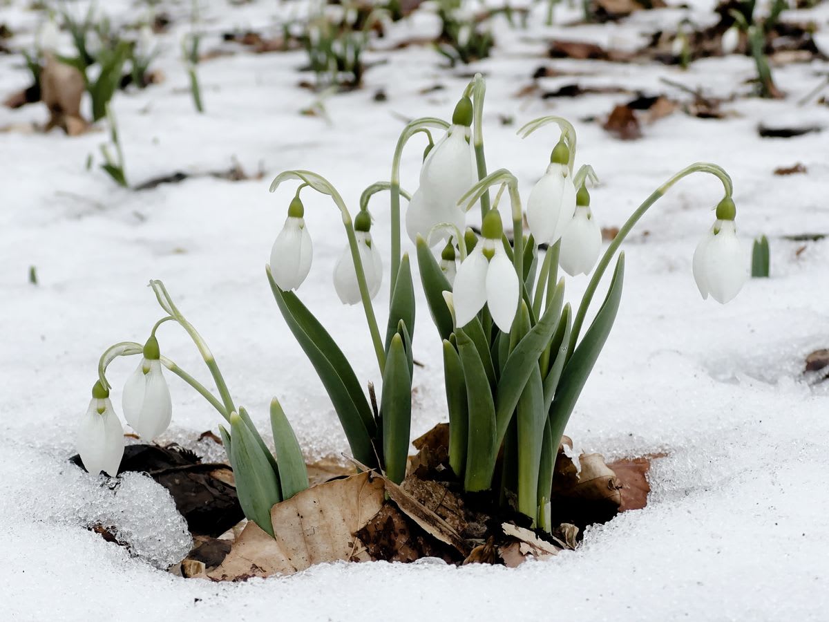 Pennsylvania's Snowdrop Fans Gather to Celebrate Tiny Flower - Image 2