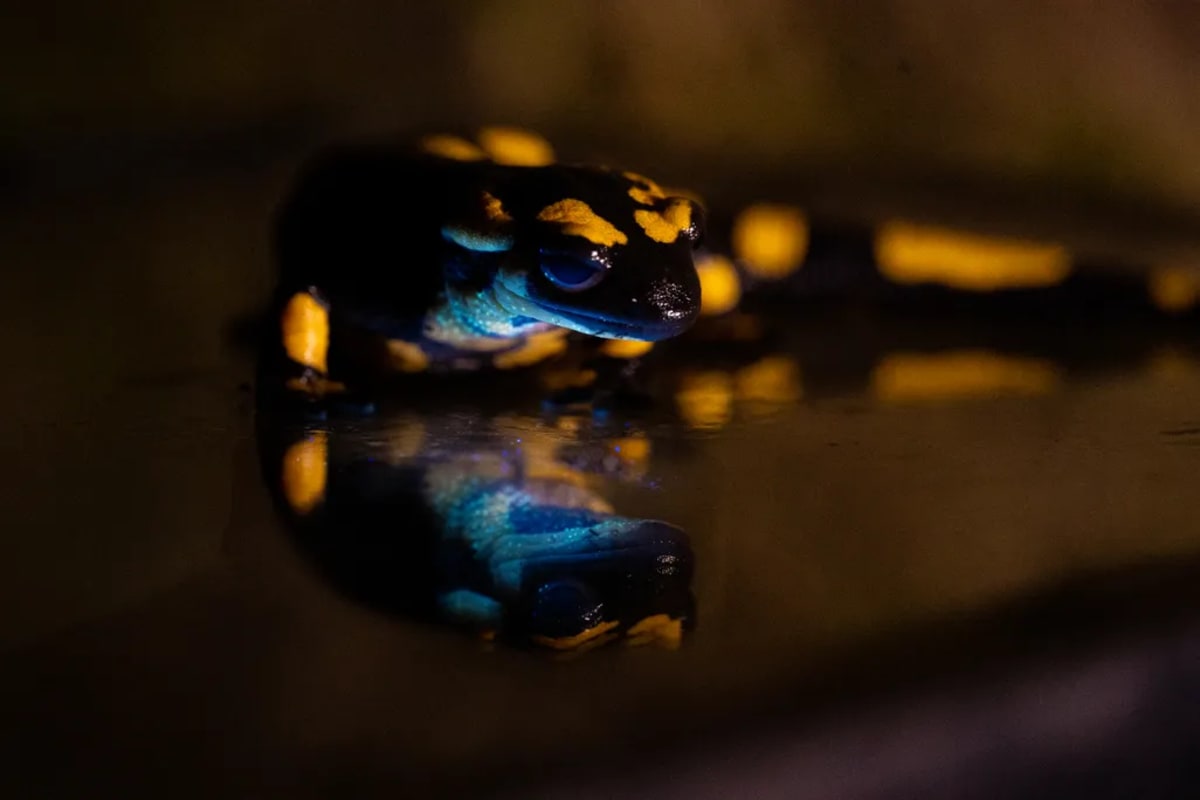 Fire Salamanders Glow Under UV Light After 250 Years - Image 3