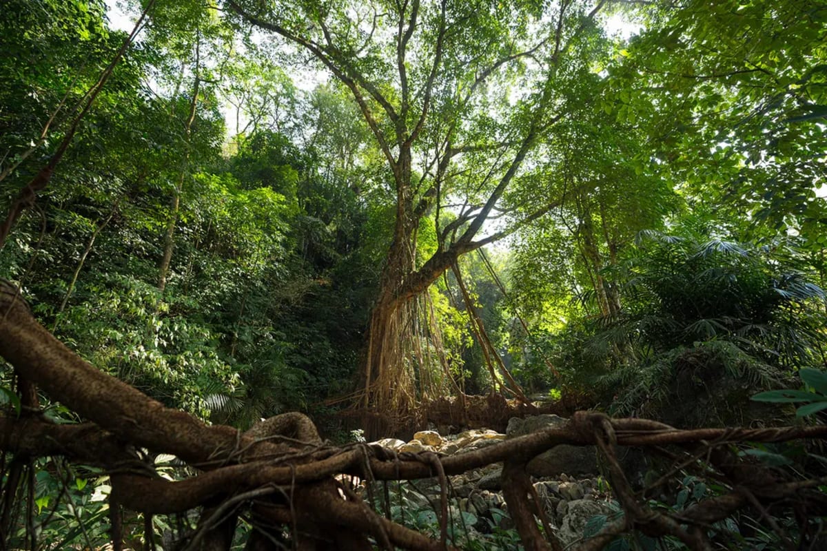 India's Living Root Bridges Grow Stronger for 700 Years - Image 3