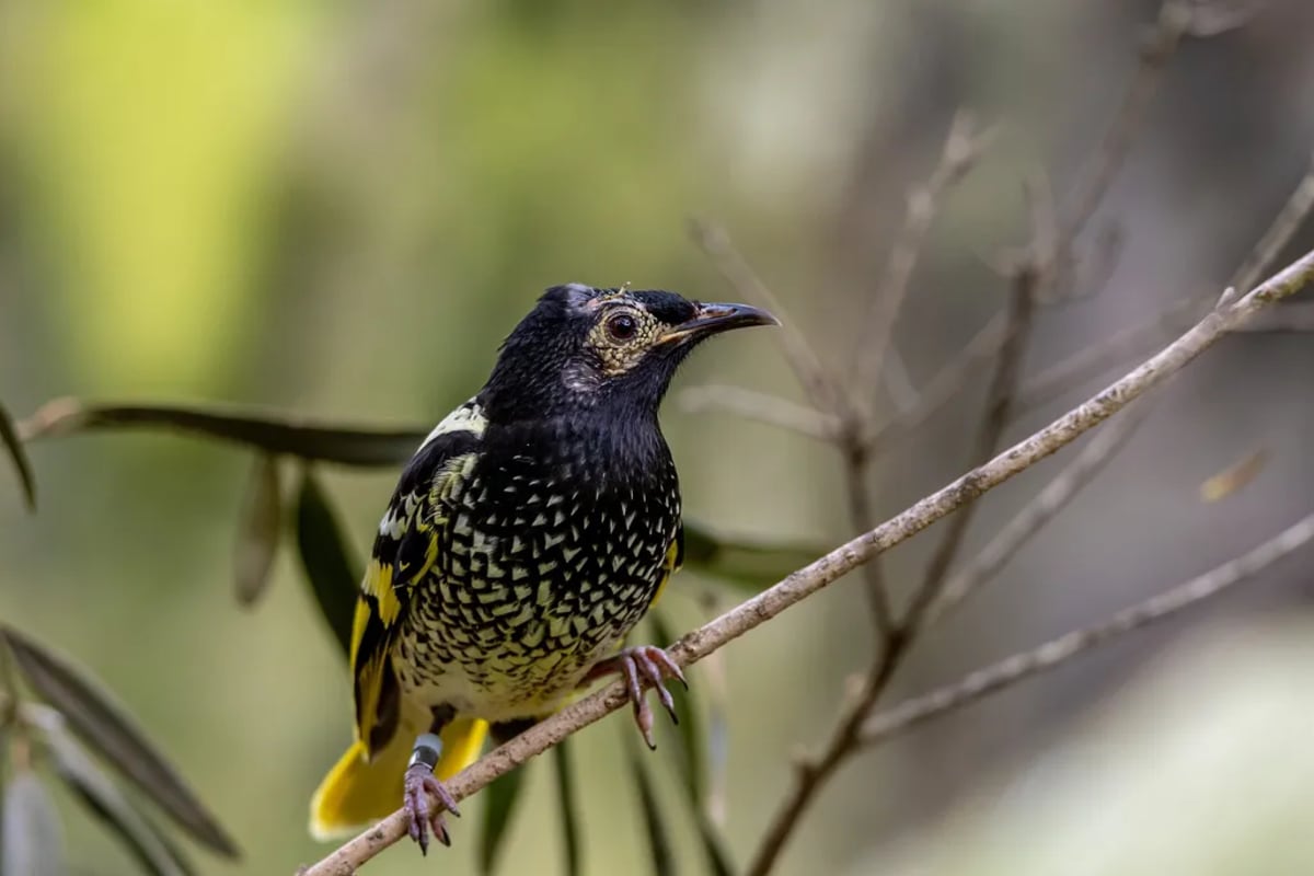 Scientists Saved This Endangered Bird's Lost Song - Image 3